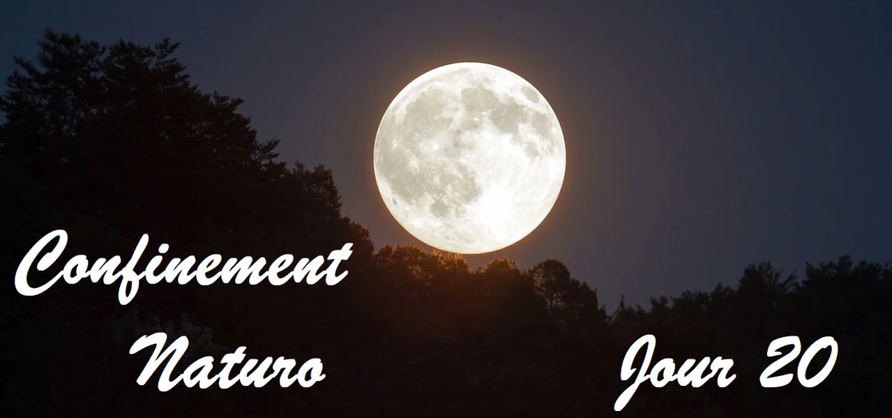 Confinement Naturo (Jour 20) – Rendez-vous avec la lune