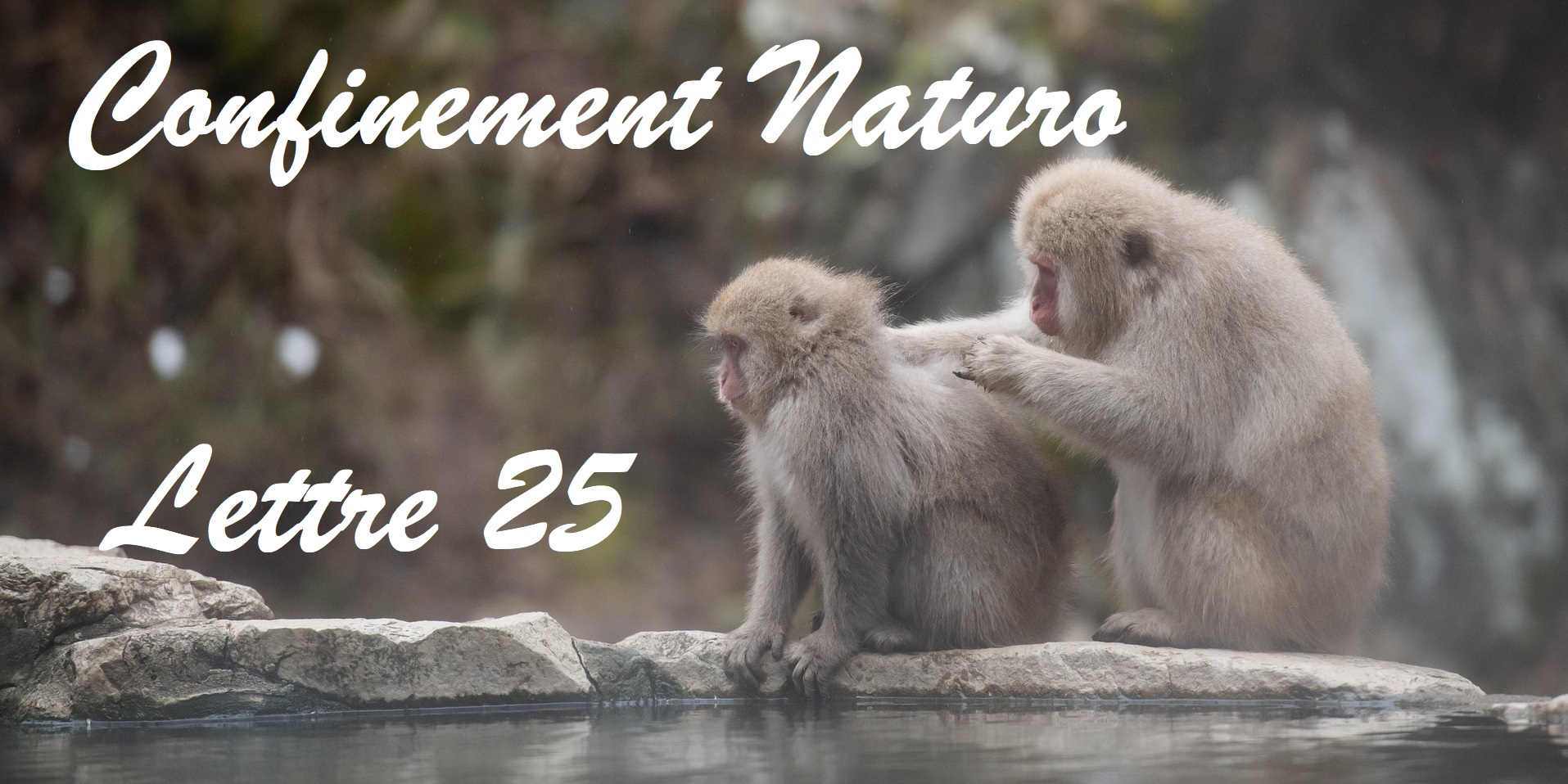 Confinement Naturo (lettre 25) – Qui sera le 100e singe ?