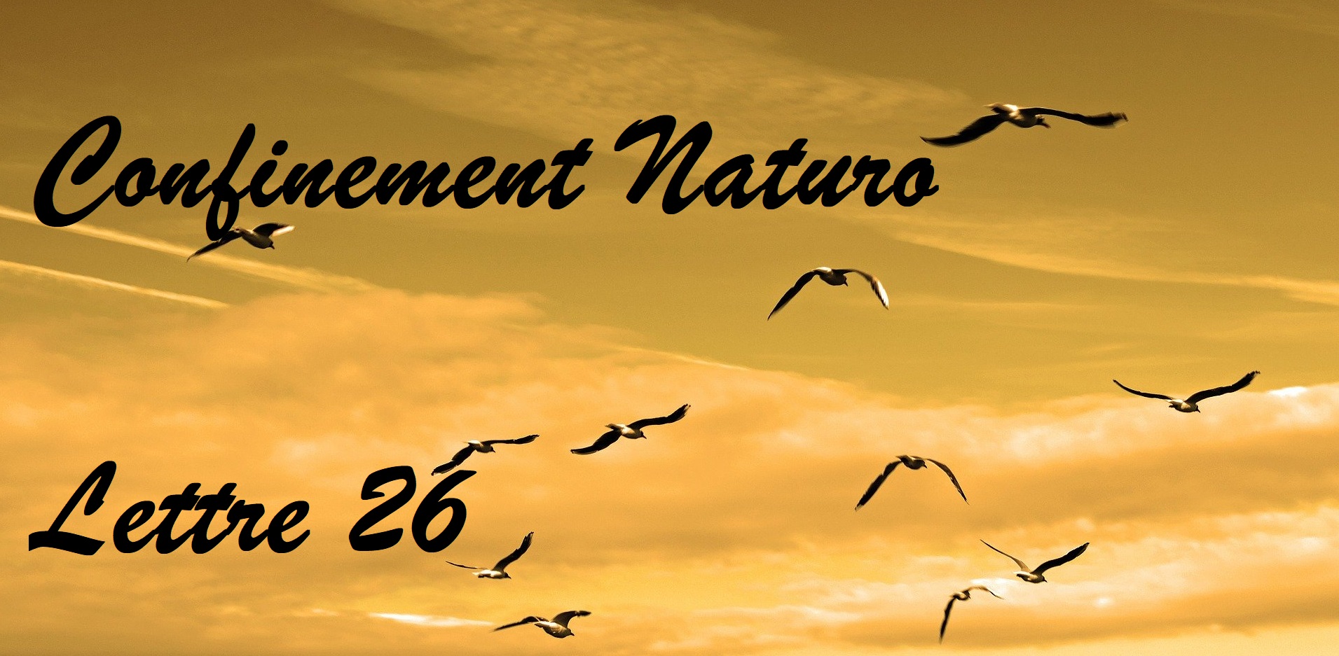 Confinement Naturo (Lettre 26) Liberté chérie