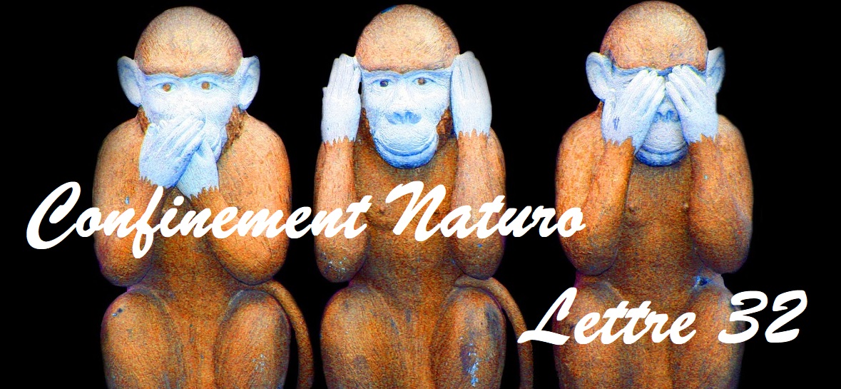 Confinement Naturo (Lettre 32) – En quête de silence
